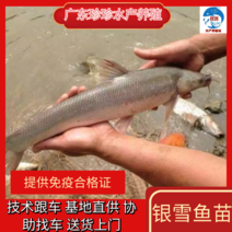 【店长推荐】广州银雪鱼苗大磷肥鱼祼盖鱼（支持现场看货）