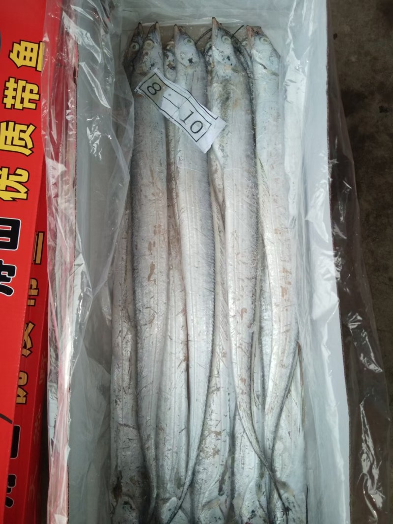 带鱼价格低质量好，肉质非常好口感嫩香有劲道杠杠滴欢迎询价