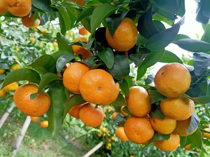 砂糖橘广西桂林无籽无渣的砂糖桔大量供应对接电商