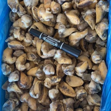 鲍螺肉，鲍鱼螺肉，鲍鱼螺，老婆脚，