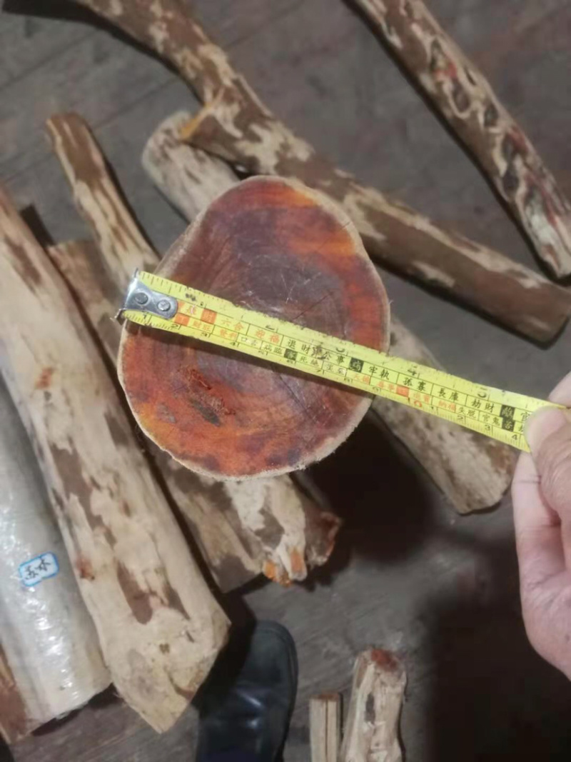 苏木.百部长期有以及大量现货，成活率高。