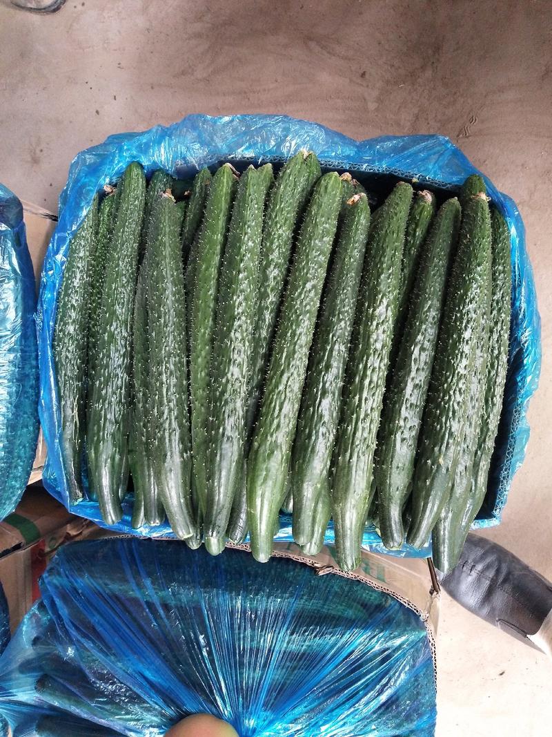 河南精品黄瓜现摘发货一手货源全部大棚种植