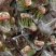 红香椿香椿芽盘装香椿