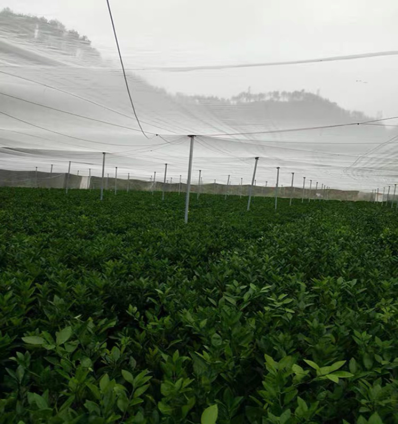 防虫网大棚规格齐全全部抗老化量大详细咨询客服