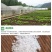 防虫网大棚规格齐全全部抗老化量大详细咨询客服