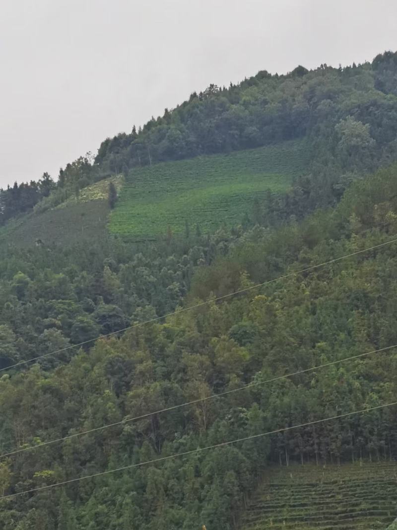 广西隆林田林交界大肉姜