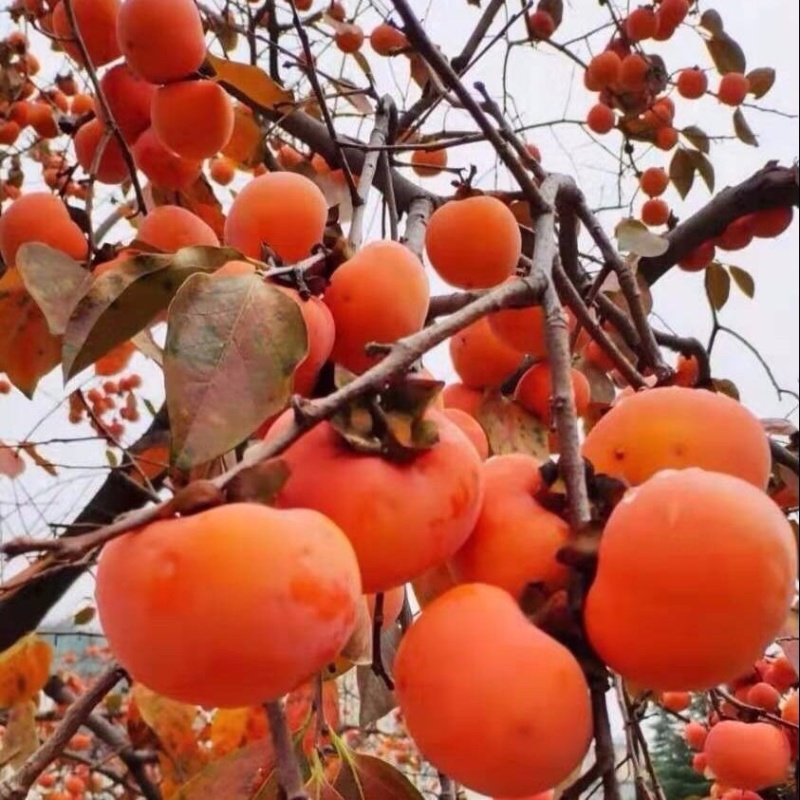 陕西柿饼吊柿干净卫生