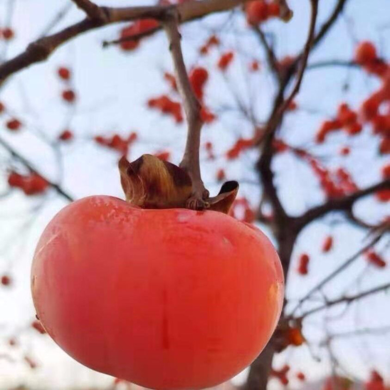 陕西柿饼吊柿干净卫生