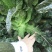 新鲜莴苣现做现发代理