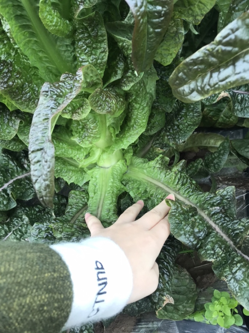 新鲜莴苣现做现发代理