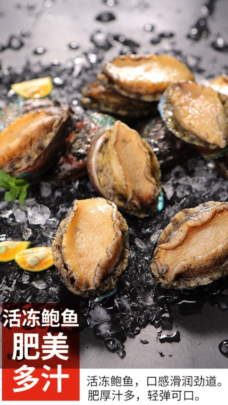 鲜活急冻12头鲍鱼单体单冻10个一包全国代发货