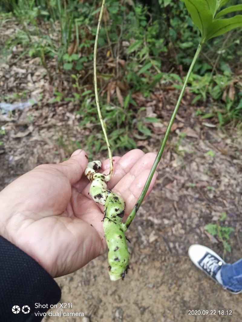 白毛蛇野生蕨类骨碎朴科属品种