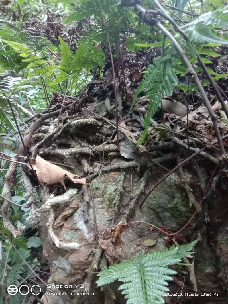 白毛蛇野生蕨类骨碎朴科属品种