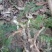 白毛蛇野生蕨类骨碎朴科属品种