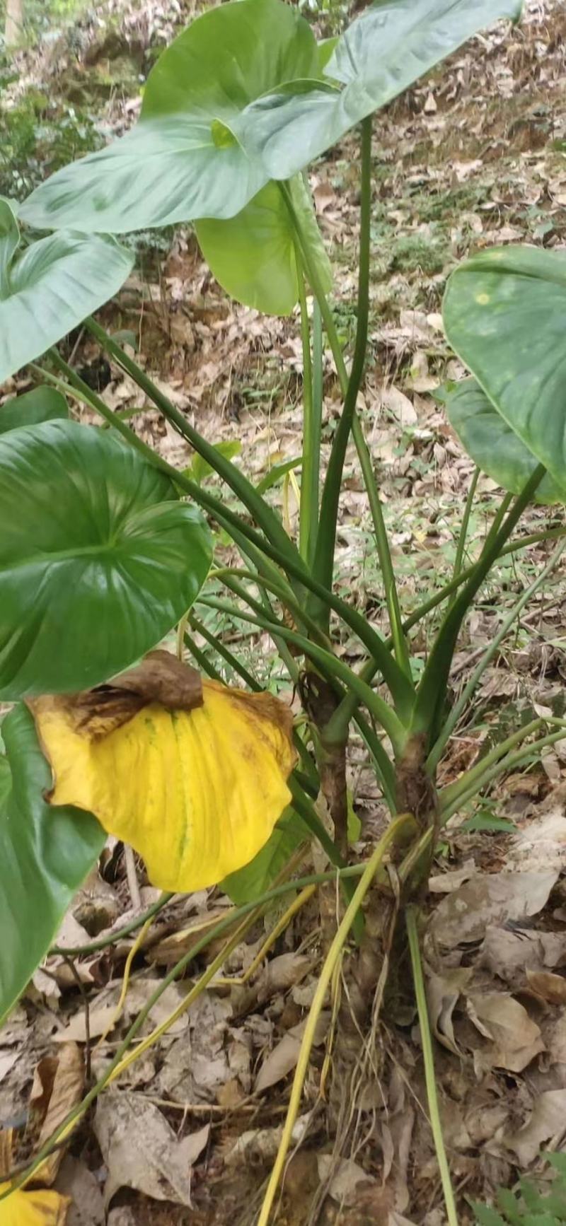 白毛蛇野生蕨类骨碎朴科属品种