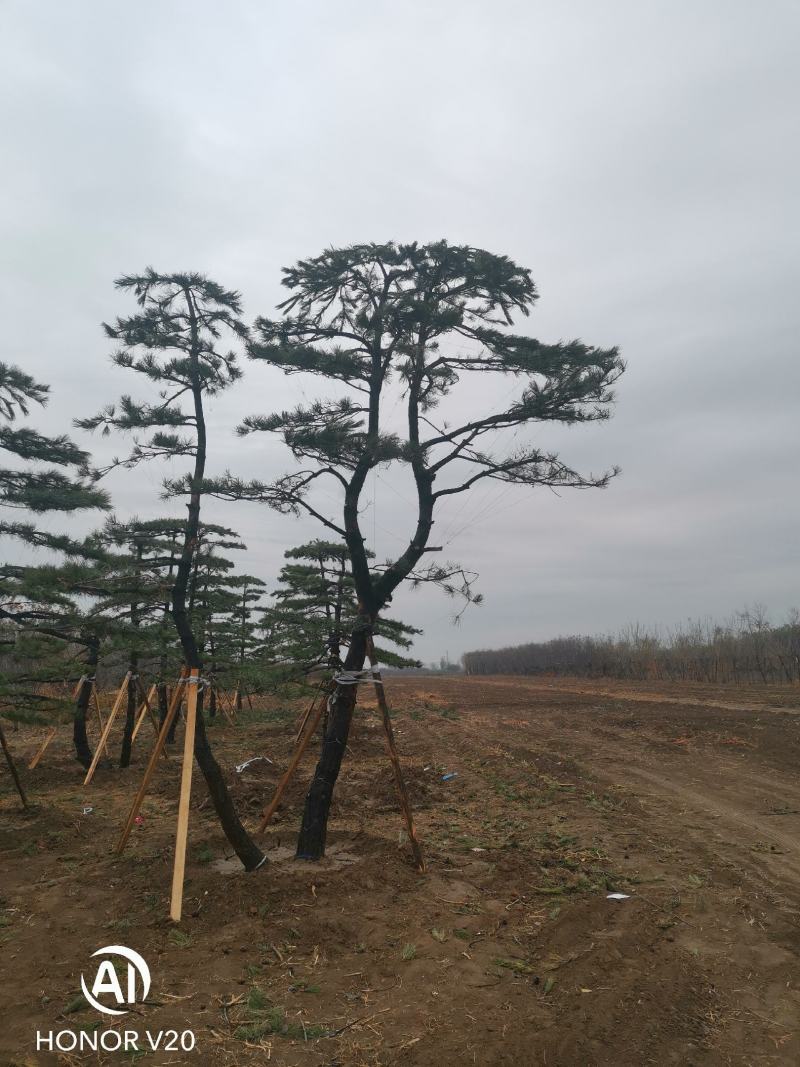 园林绿化特殊苗木品种造型松
