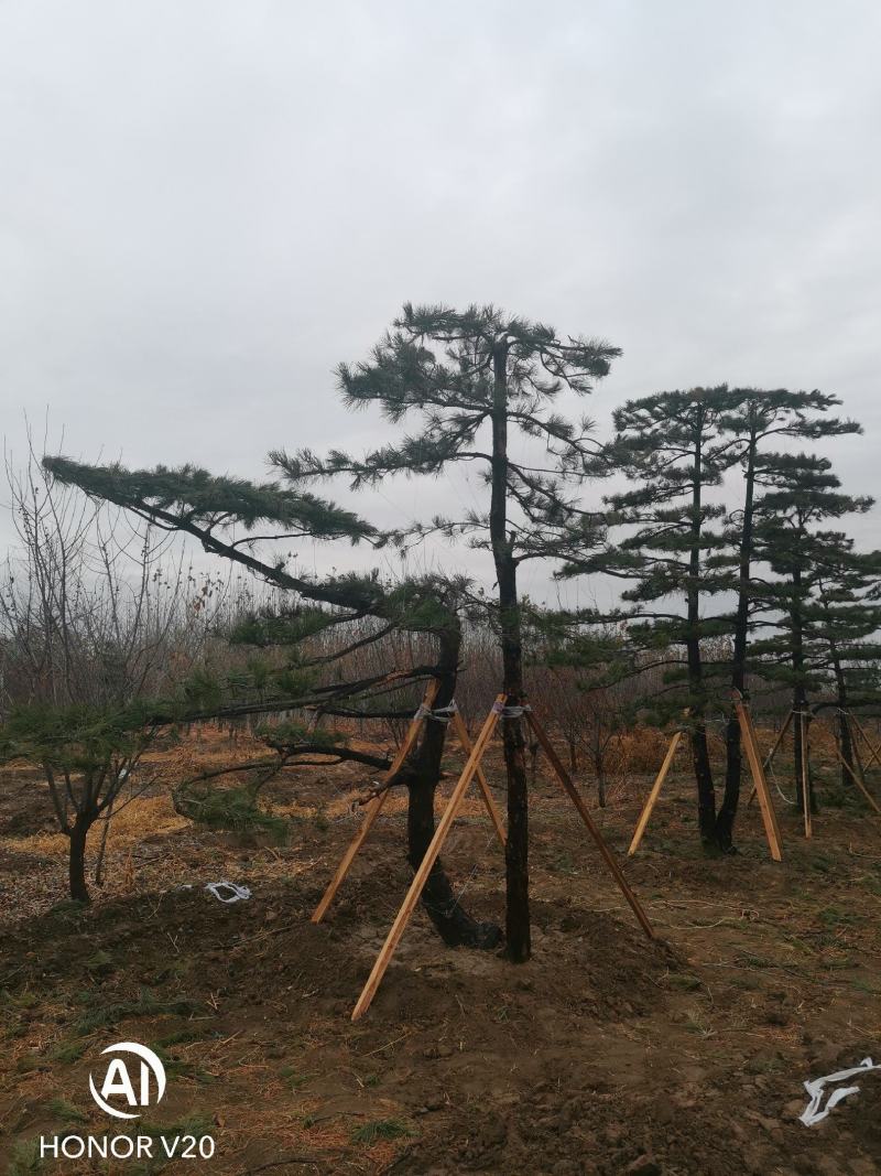 园林绿化特殊苗木品种造型松