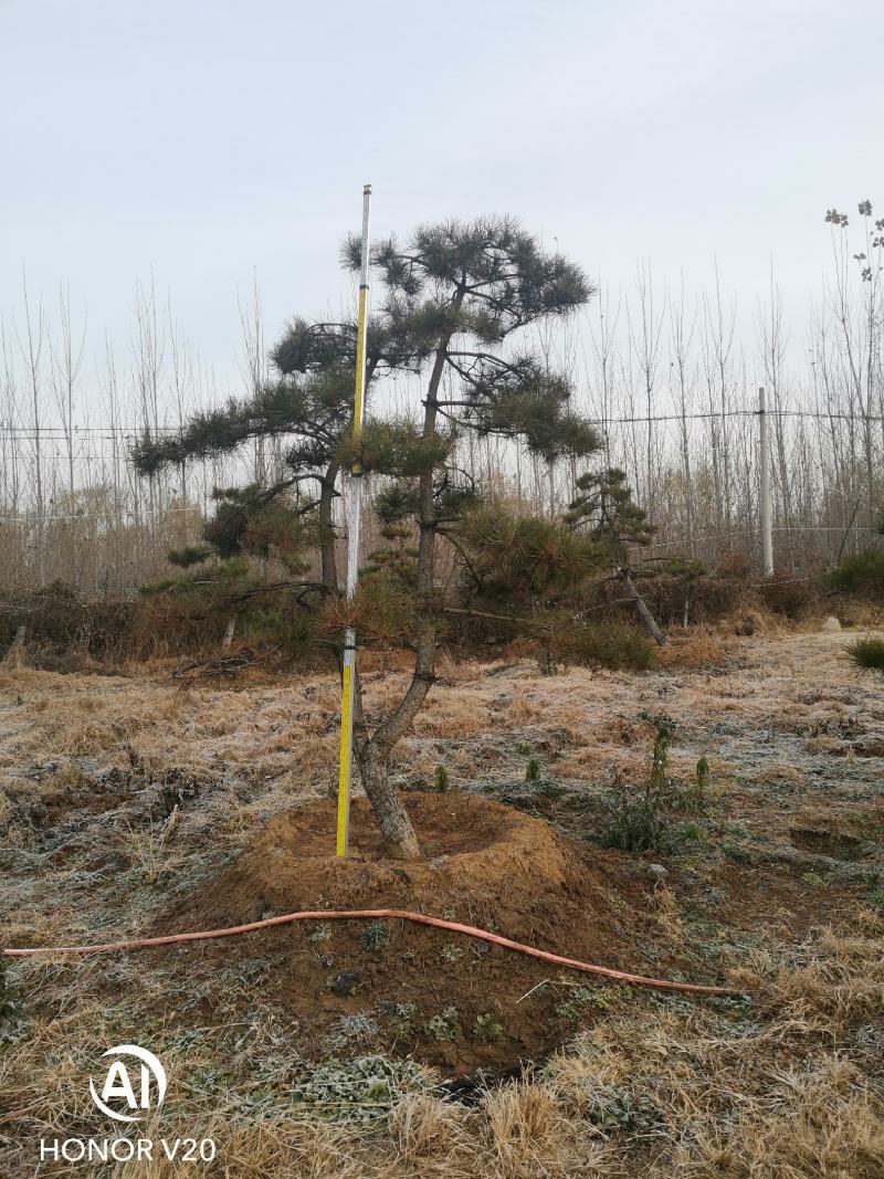 园林绿化特殊苗木品种造型松