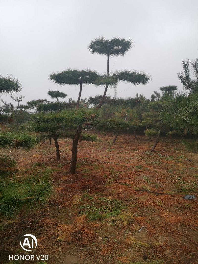 园林绿化特殊苗木品种造型松