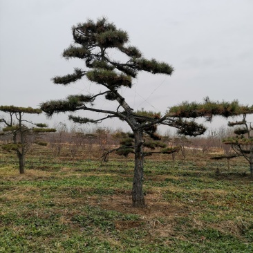 园林绿化特殊苗木品种造型松