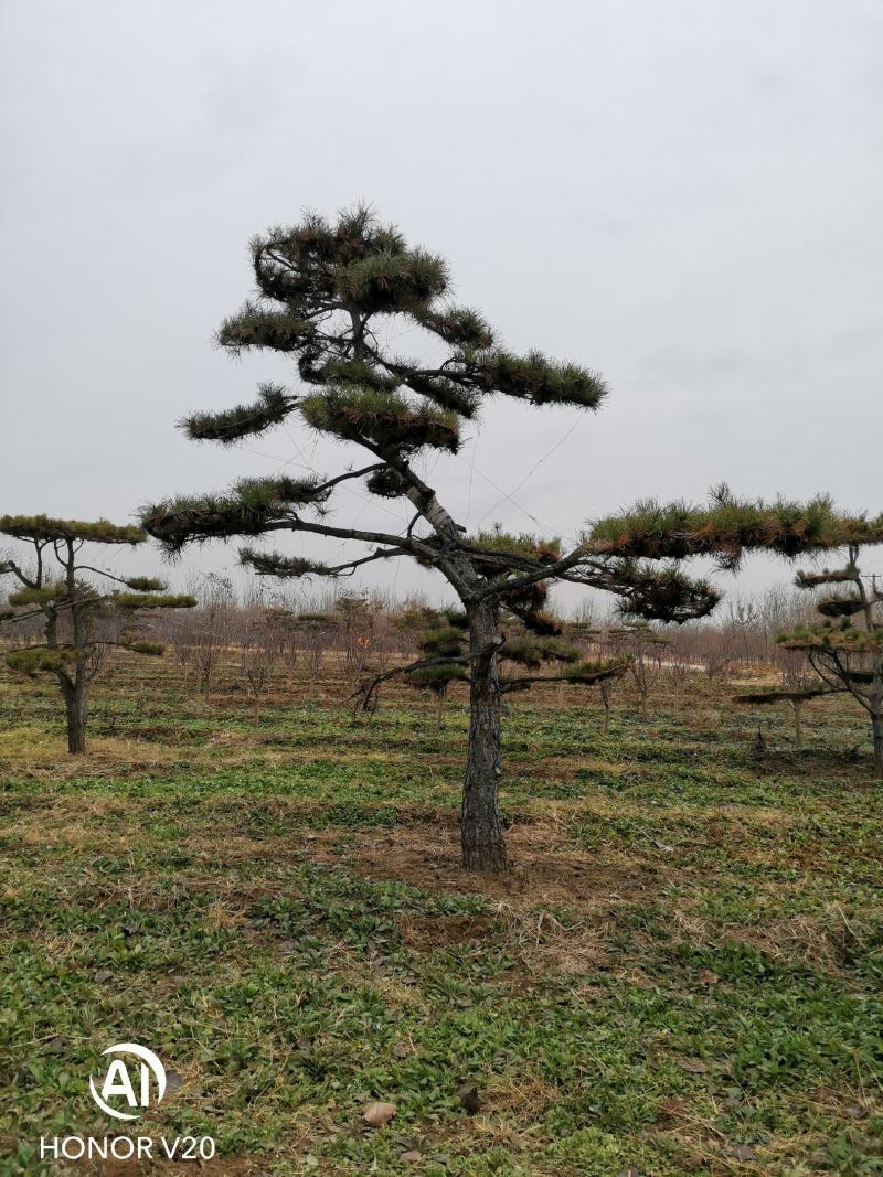 园林绿化特殊苗木品种造型松