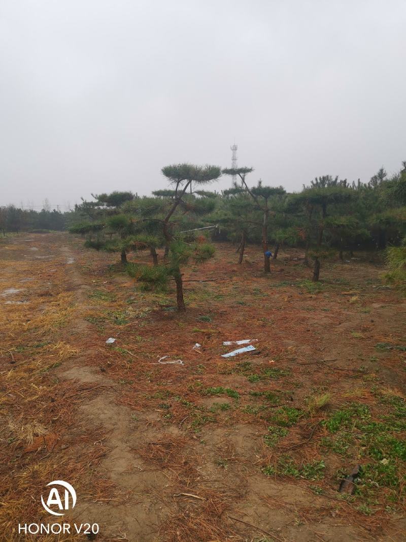 园林绿化特殊苗木品种造型松