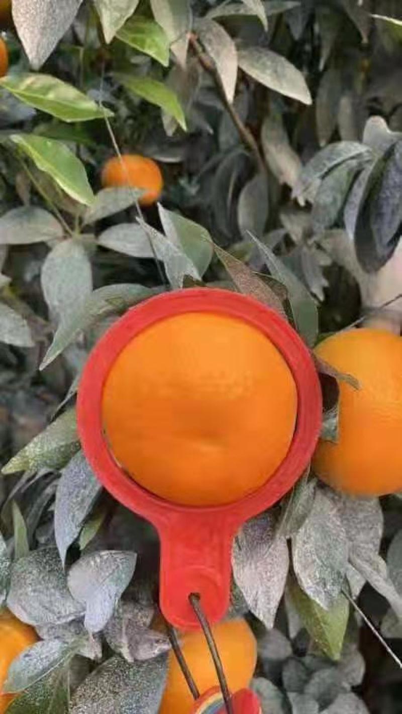 大量靓货沃柑，有需要的老板请联系我。