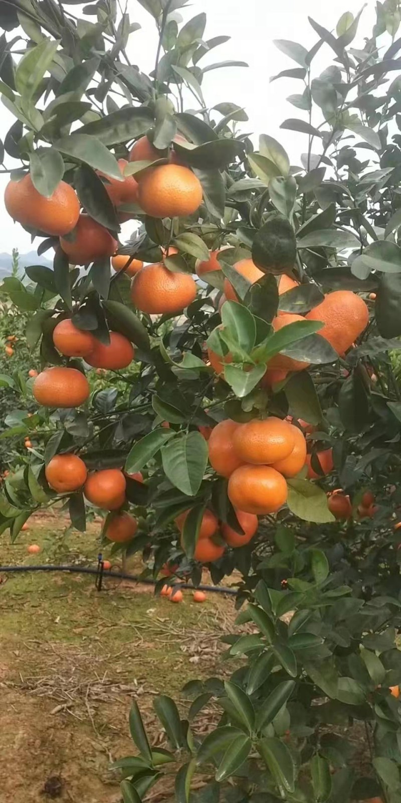 大量靓货沃柑，有需要的老板请联系我。