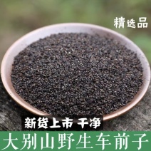 正品车前子中药材500g野生特级车前子茶包邮