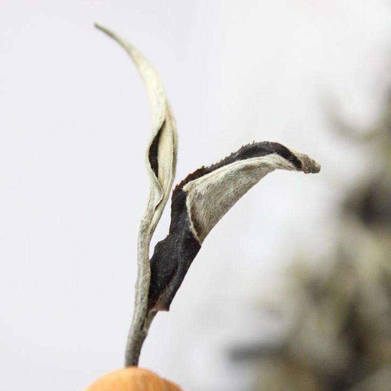 云南大叶种白茶景谷月光白散茶蜜香秧塔大白茶古树白茶寿眉老
