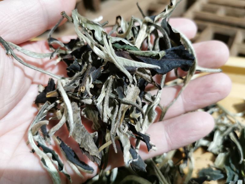 云南大叶种白茶景谷月光白散茶蜜香秧塔大白茶古树白茶寿眉老