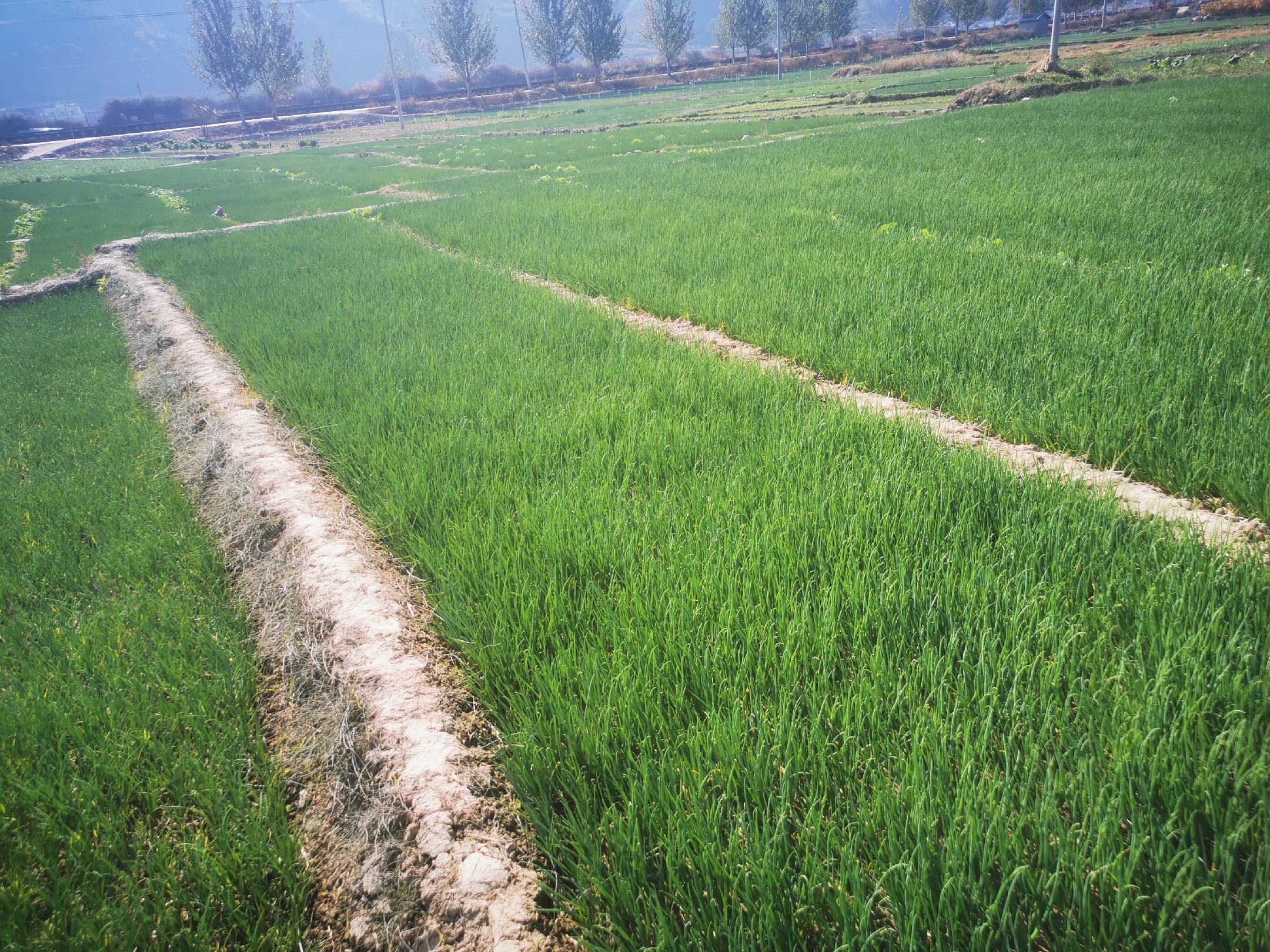 绿色整齐的小葱在田间生长茂盛,呈现出良好的长势,背景可见农民正在田间劳作 小葱田间生长实景