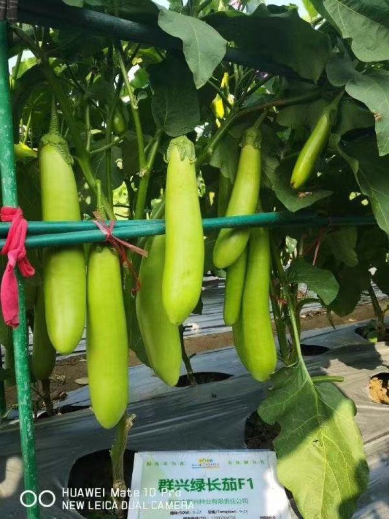 嫁接灯泡茄苗绿长茄苗高产抗病河南东北地区受欢迎