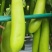 嫁接灯泡茄苗绿长茄苗高产抗病河南东北地区受欢迎