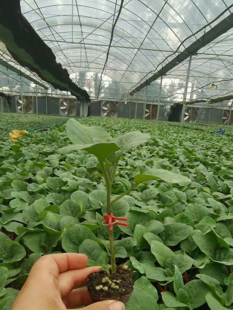 嫁接灯泡茄苗绿长茄苗高产抗病河南东北地区受欢迎