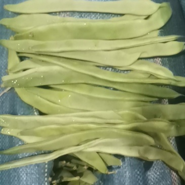 扁青芸豆，扁豆，绿扁豆