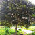 枇杷树，一年四季长青质量好，树型好，有需要联系，现挖现