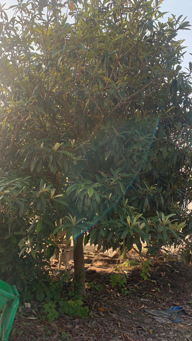 枇杷树，一年四季长青质量好，树型好，有需要联系，现挖现
