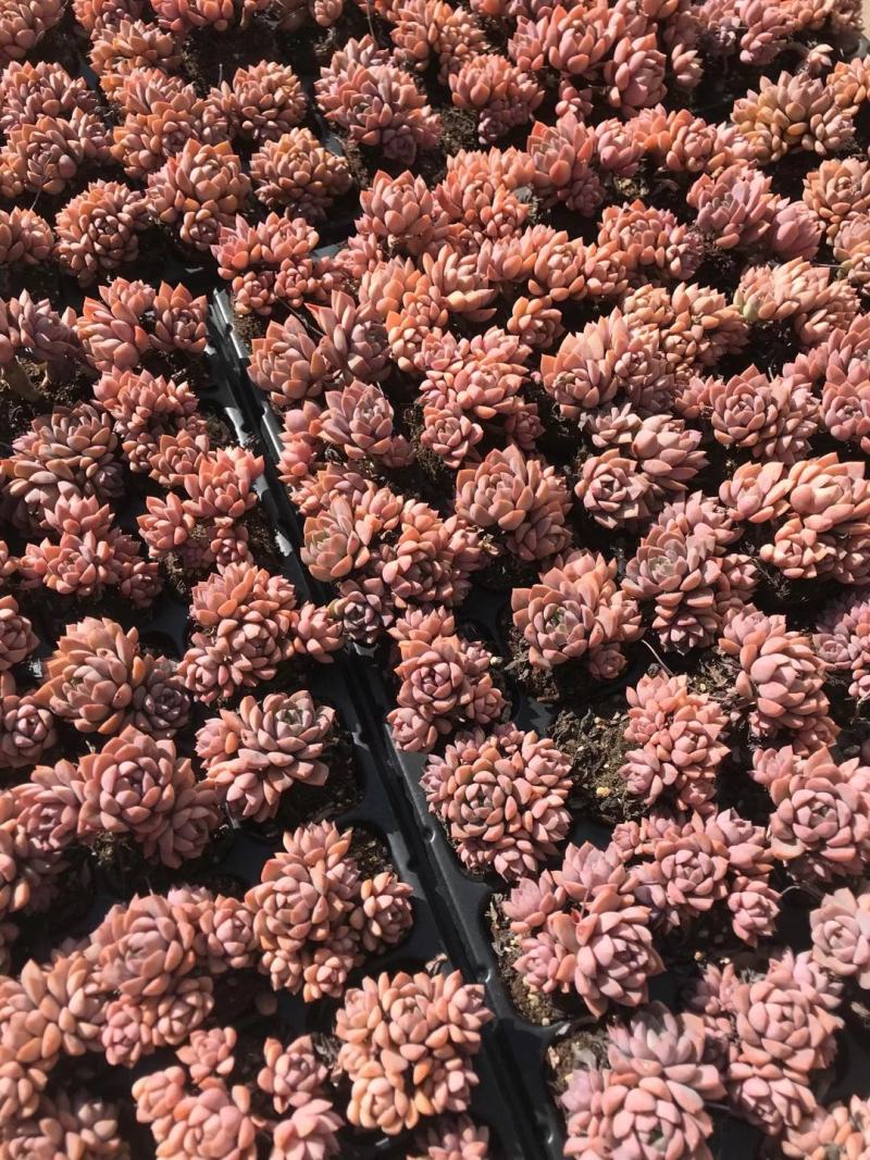 云南多肉植物紫卡50棵/件