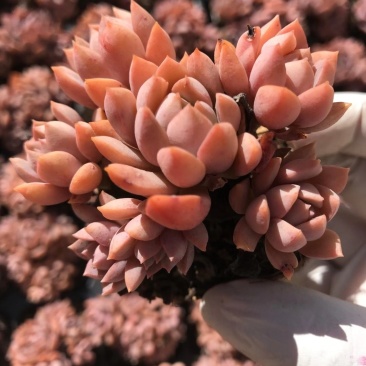 云南多肉植物紫卡50棵/件