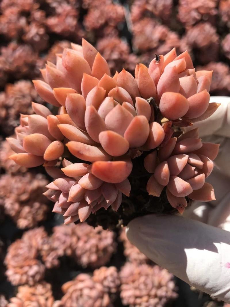 云南多肉植物紫卡50棵/件