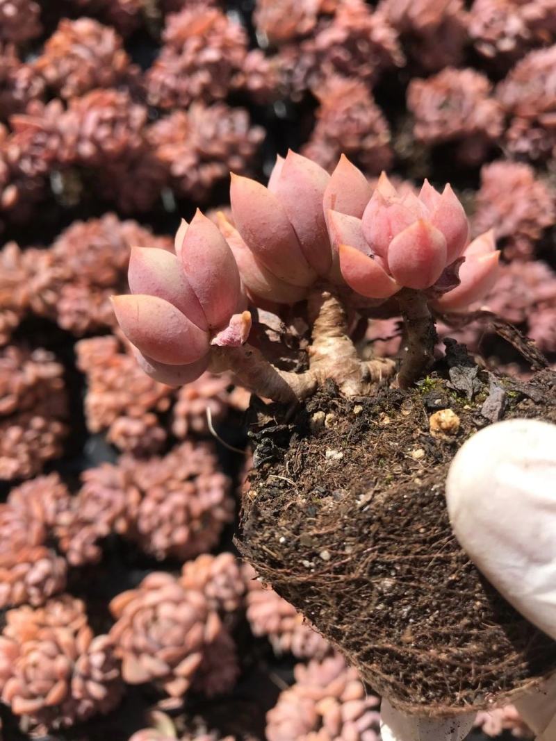 云南多肉植物紫卡50棵/件