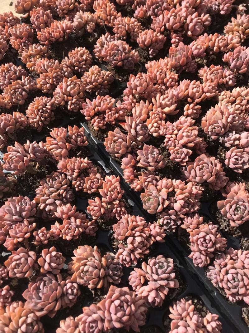 云南多肉植物紫卡50棵/件