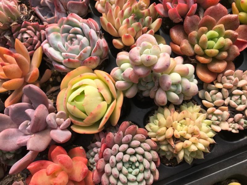 云南精品多肉植物50穴彩色套餐、50装/件。