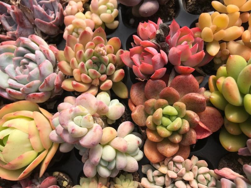 云南精品多肉植物50穴彩色套餐、50装/件。