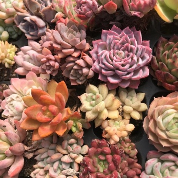 云南精品多肉植物50穴彩色套餐、50装/件。