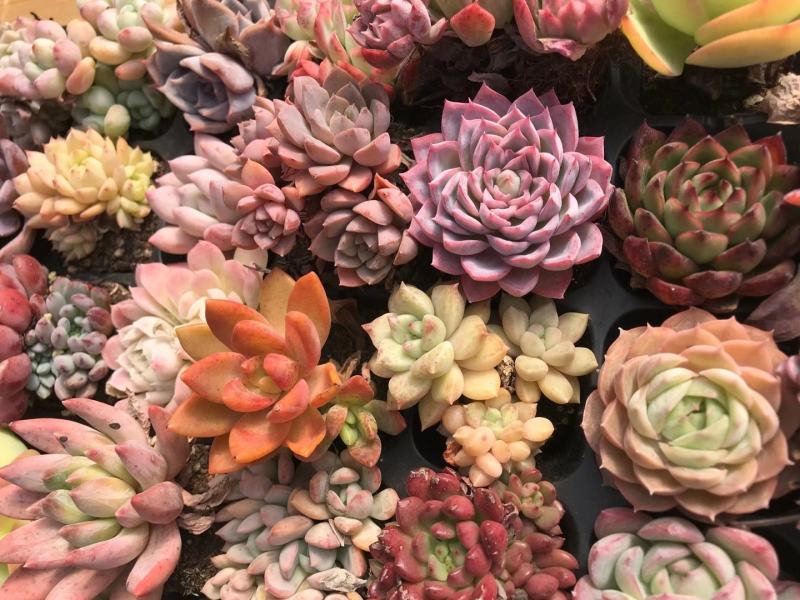 云南精品多肉植物50穴彩色套餐、50装/件。