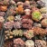 云南精品多肉植物50穴彩色套餐、50装/件。