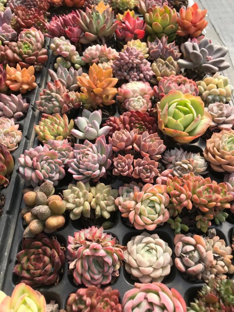 云南精品多肉植物50穴彩色套餐、50装/件。