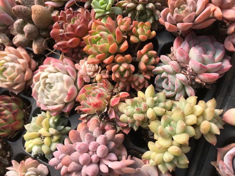 云南精品多肉植物50穴彩色套餐、50装/件。